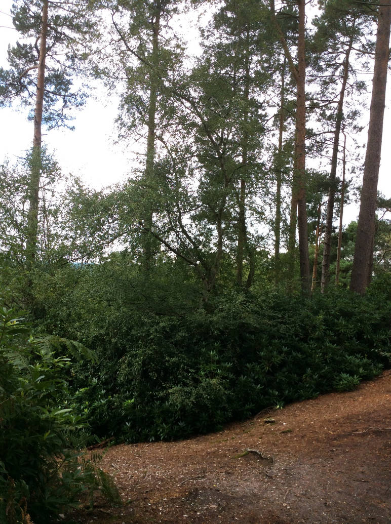 New Forest Trees by Manic-Elephant on DeviantArt