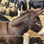 Donkey