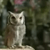 Strange Owl
