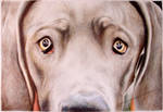 Weimaraner by Saphienna