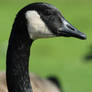 Goose Head