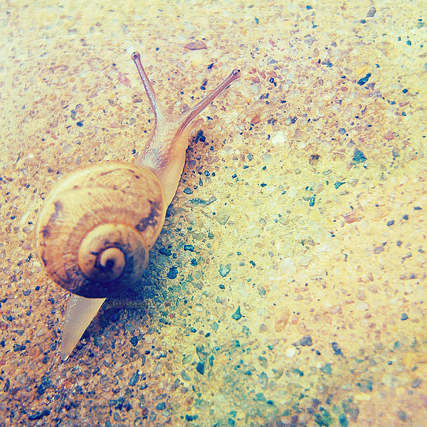 Snail.