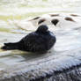 A Bath in the Fountain