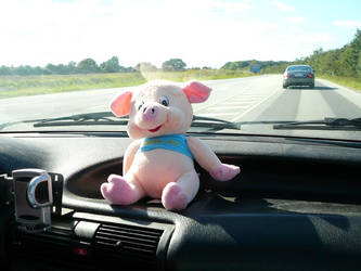 Piggy in car