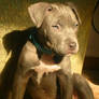 Pitbull Puppy
