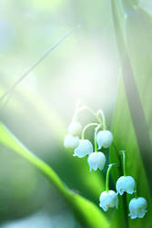 lily of the Valley