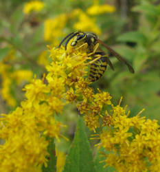 Yellow Jacket