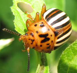 False Potato Beetle