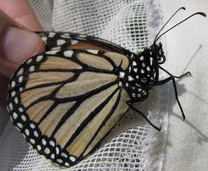 Monarch - Danaus plexippus