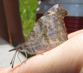 American Snout - Libytheana...