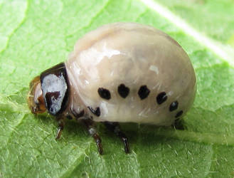 False Potato Beetle Larva 2