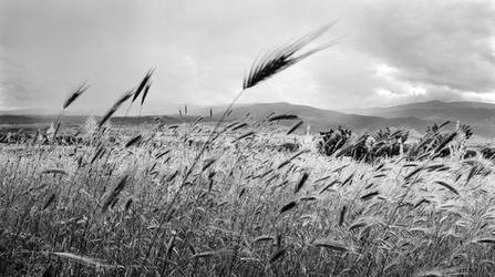 Following the wind