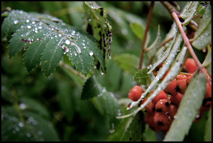 Silver Rain