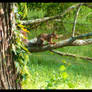 Bernheim Squirrel October 2013