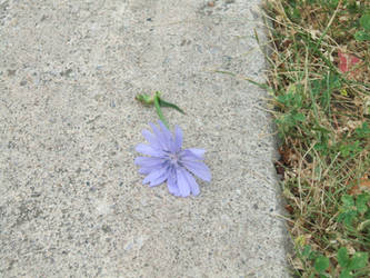 the flower on the pavement.