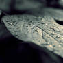 dew-drops