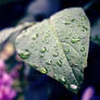 dew drops