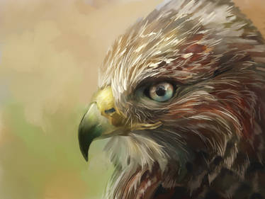 Hawk - Speed Painting