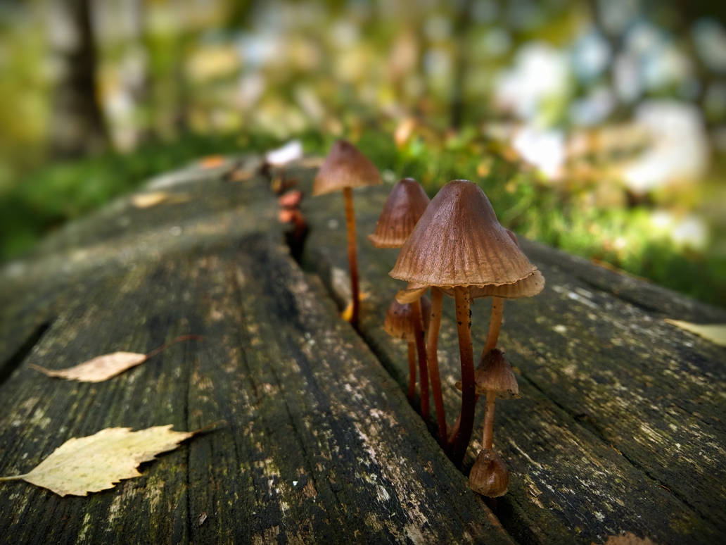 October Fungi by VBmonkey26