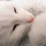 Fluffy White Kitten