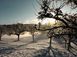 Snowy Apple Trees by VBmonkey26