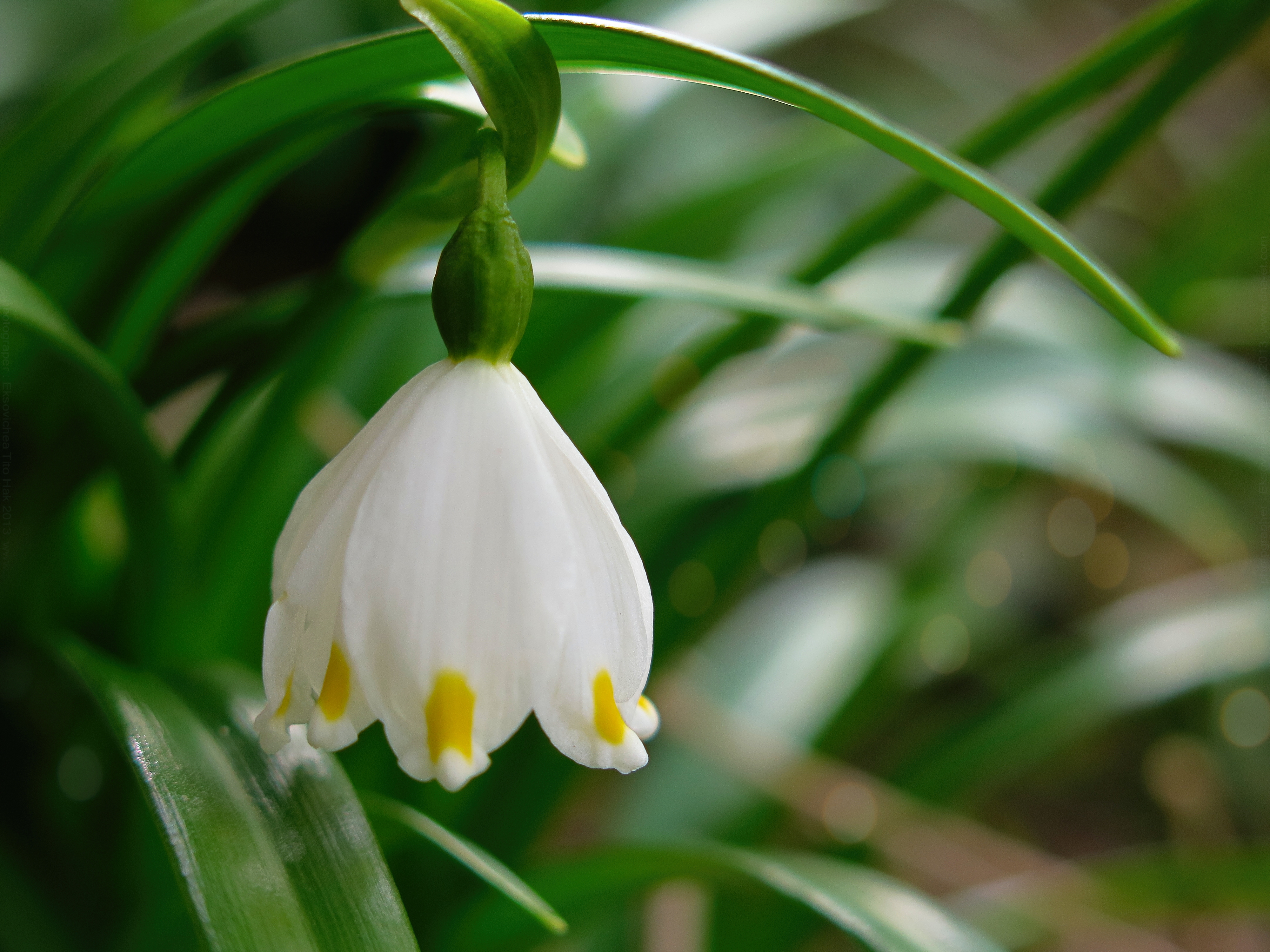 Spring Flowers 3