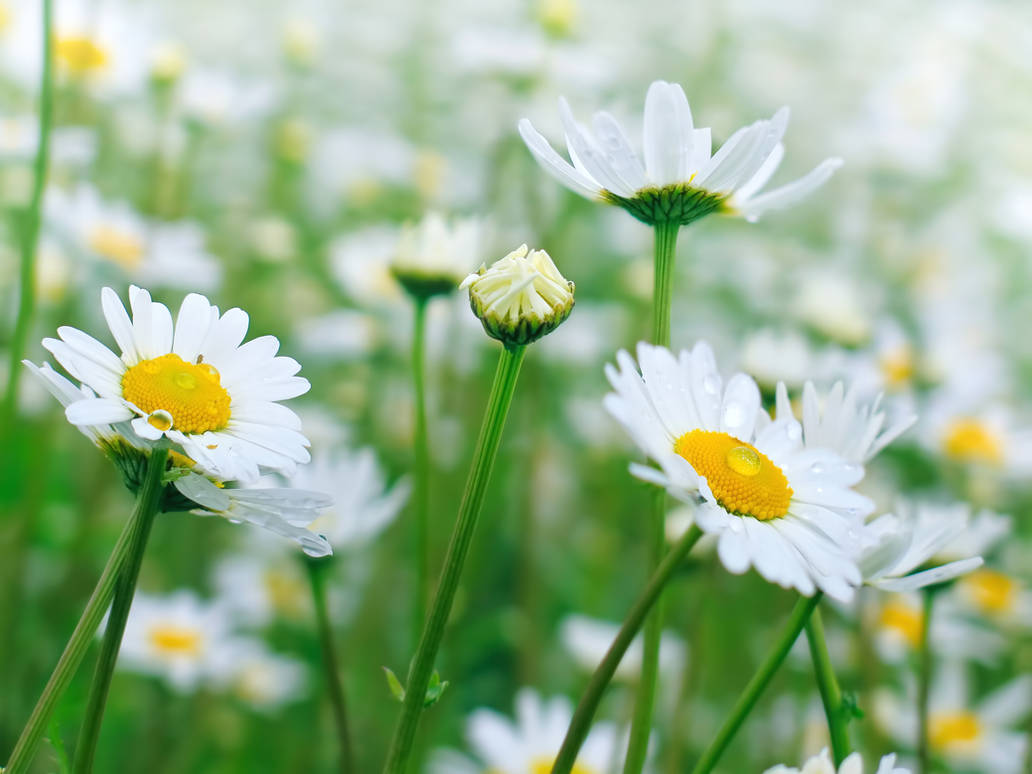 Field of Daisies by VBmonkey26