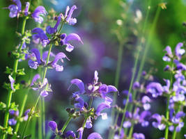 Meadow Sage