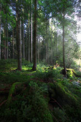 Green Forest