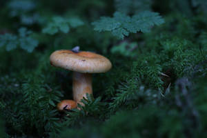 Mushrooms