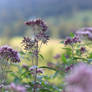 Wildflowers in Autumn