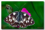 Butterfly - 4 by Celal61
