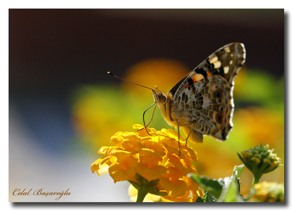 Butterfly - 5