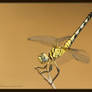 Impressive Dragonfly.