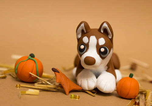 Pumpkin Husky 02