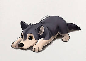 Gray Wolf pup drawing