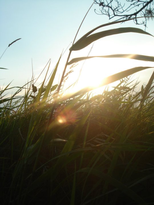 Tall Grass