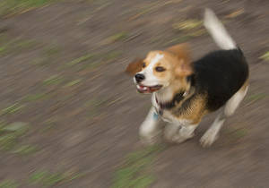 Buddy at full speed