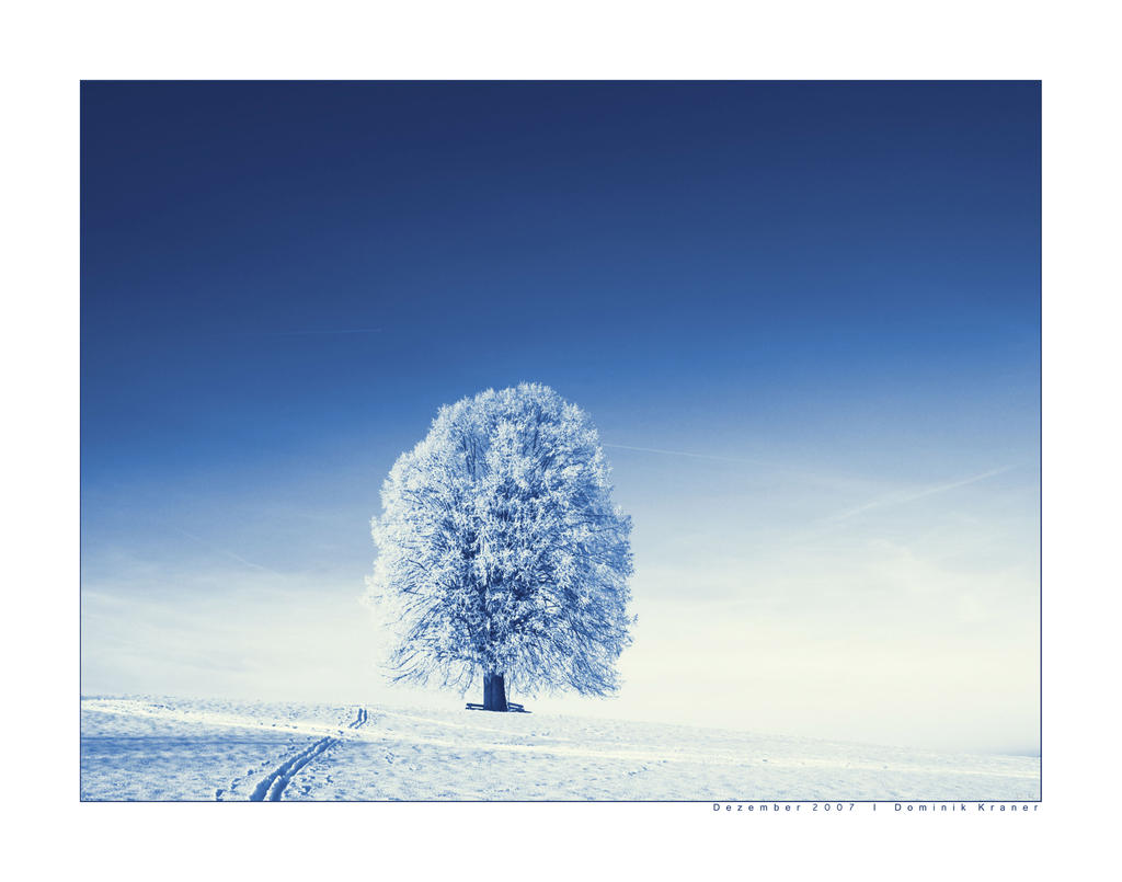 lonely tree