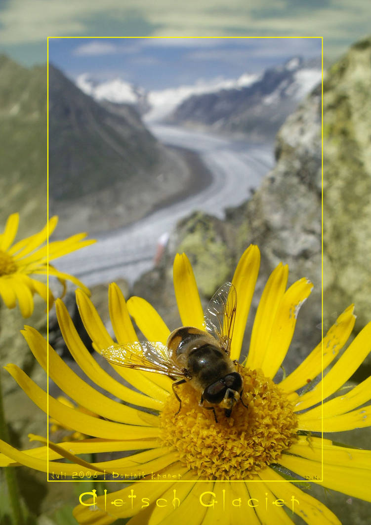 Aletsch Glacier by dkraner