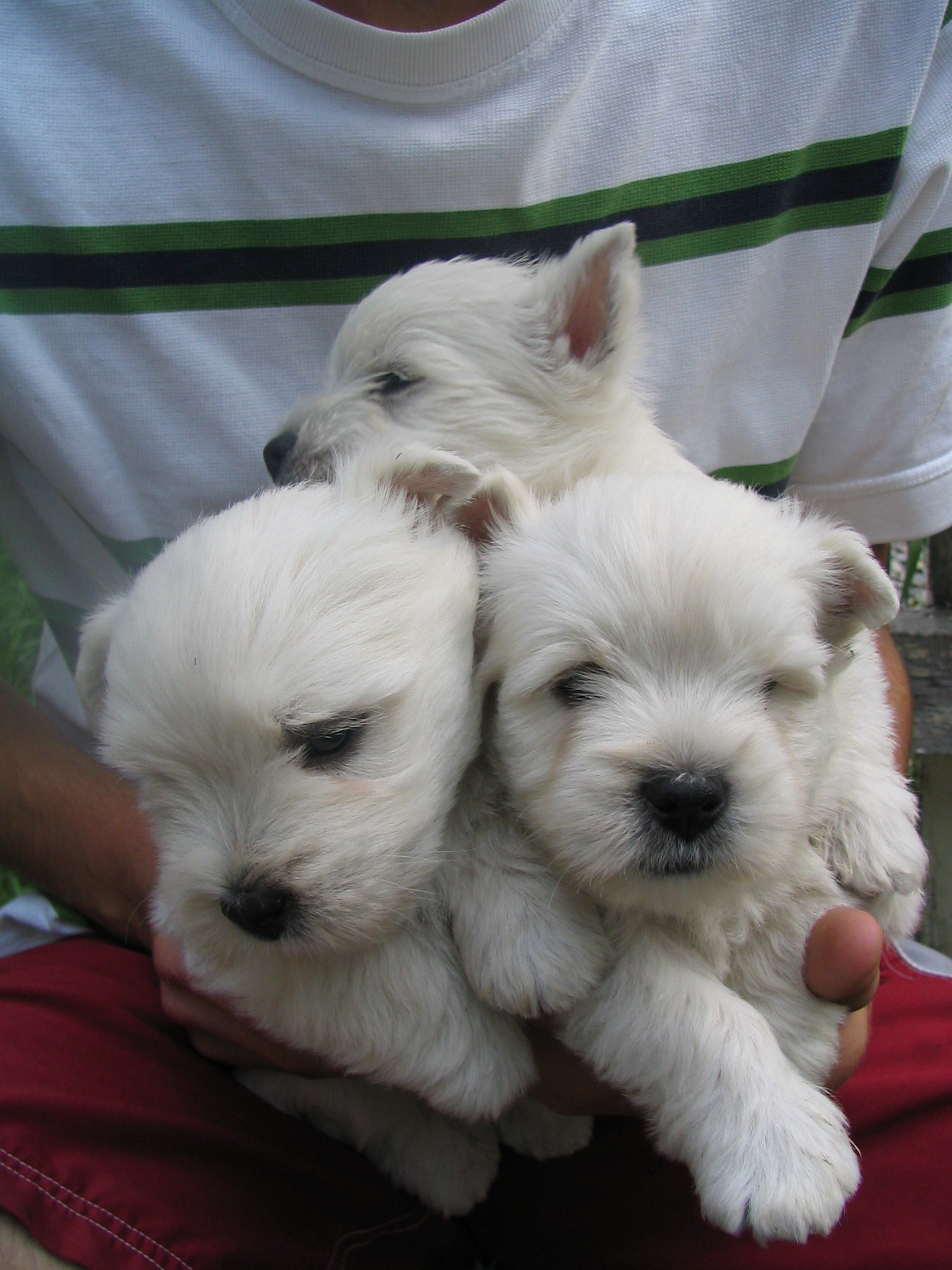 Puppies