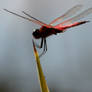 Red-veined Darter