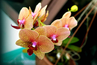 Phalaenopsis Orchid 2