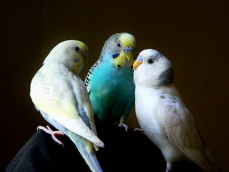 Budgie Trio