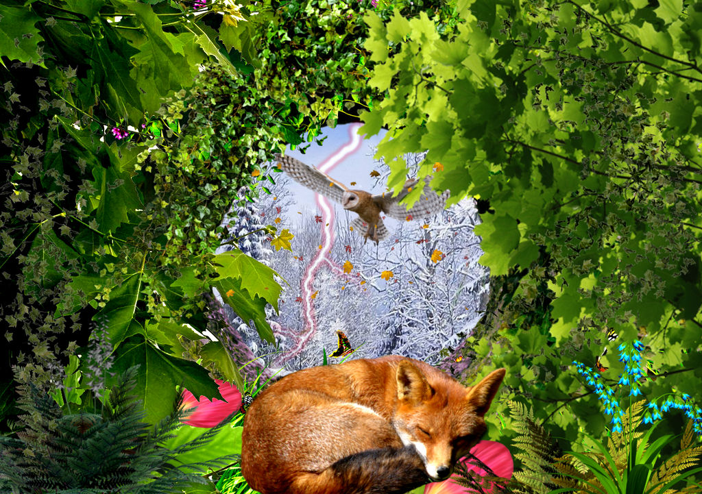 Winter Snooze by jillcb