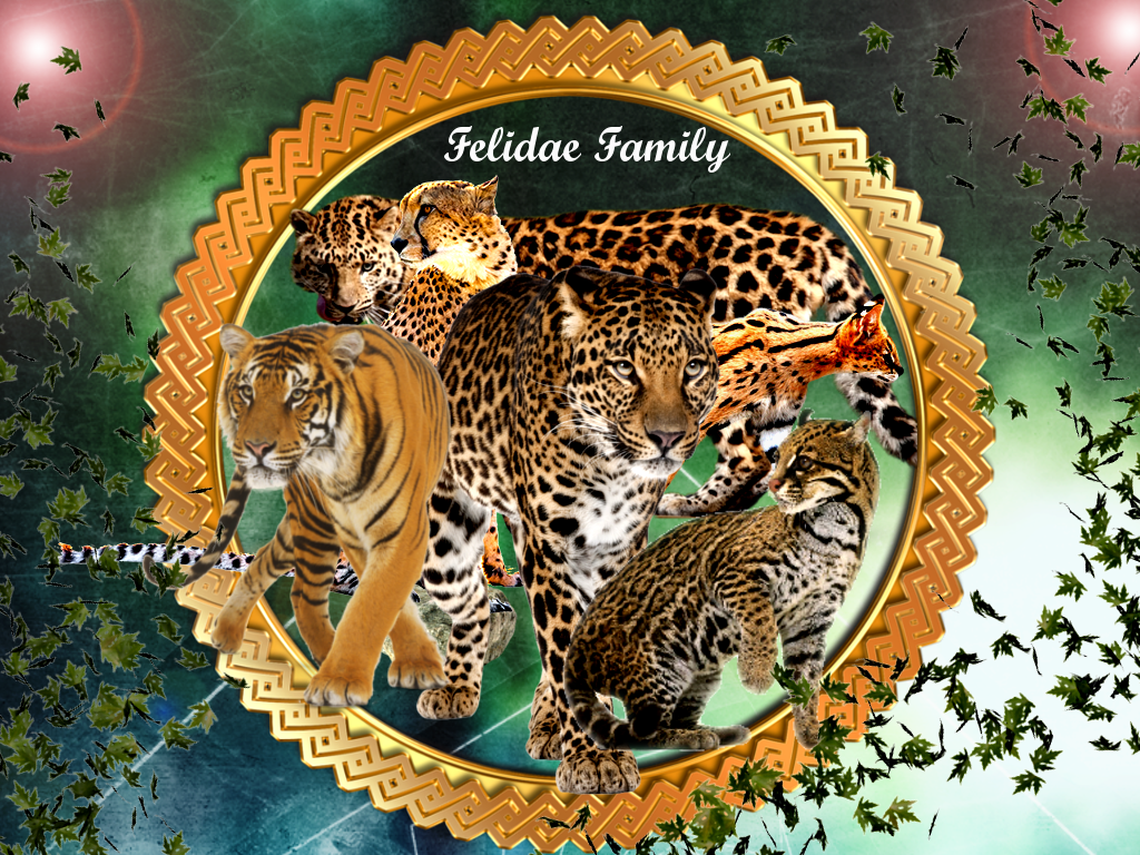 Felidae Family by jillcb