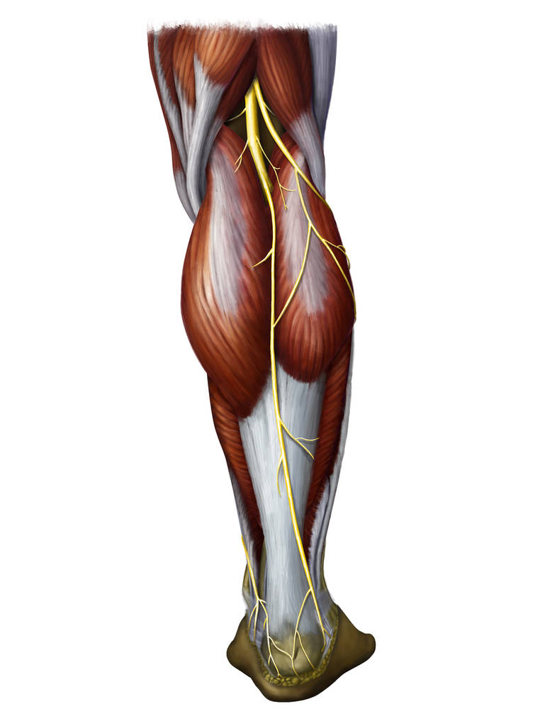 Икроножная мышца какая ткань. Камбаловидная мышца голени анатомия. Икроножная мышца анатомия. Трехглавая мышца голени анатомия. Икроножная и камбаловидная мышцы.
