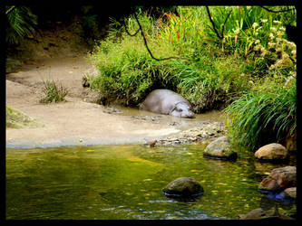 Hippopotamus