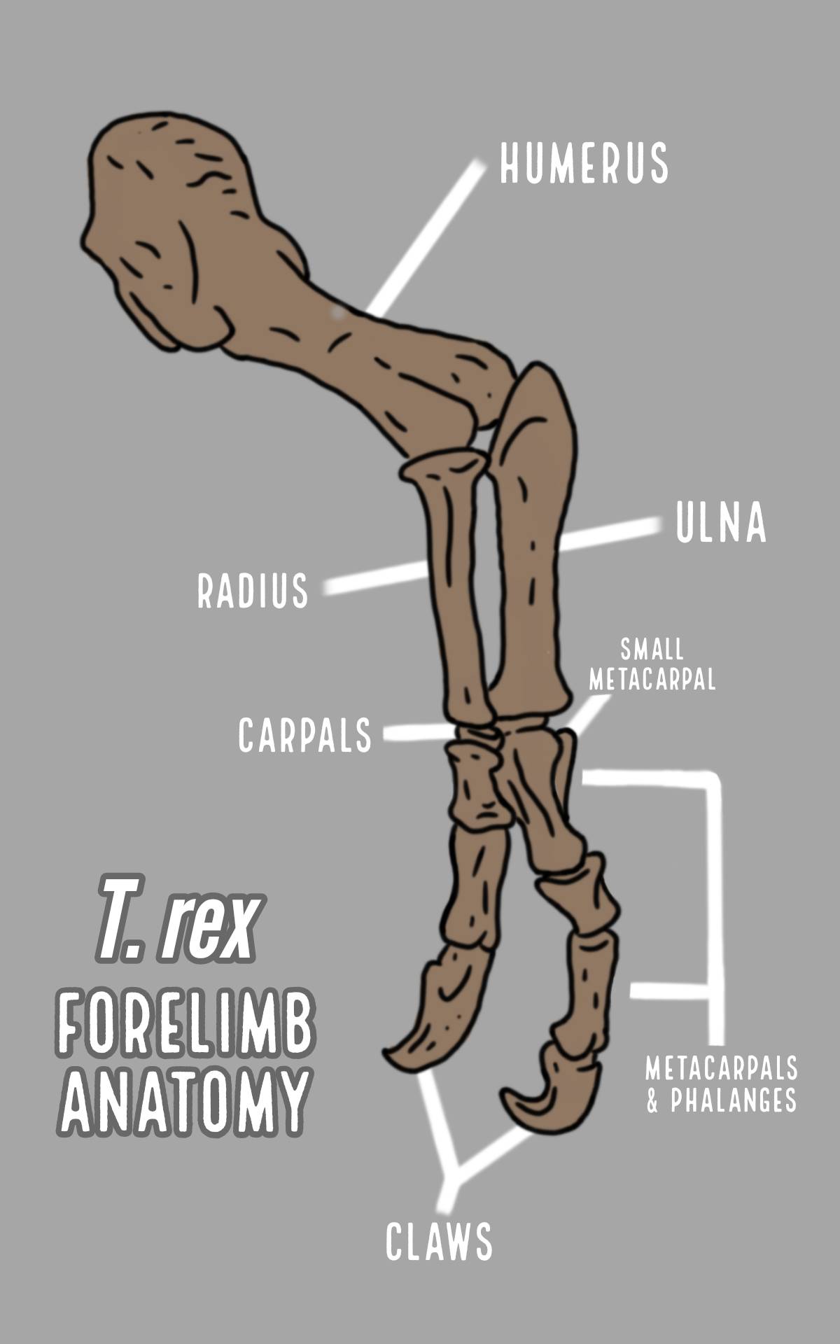Forelimb Labeled T. rex Forelimb Bone Anatomy Chart by ThePaleoPro on DeviantArt