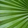Stock: Natural Shape